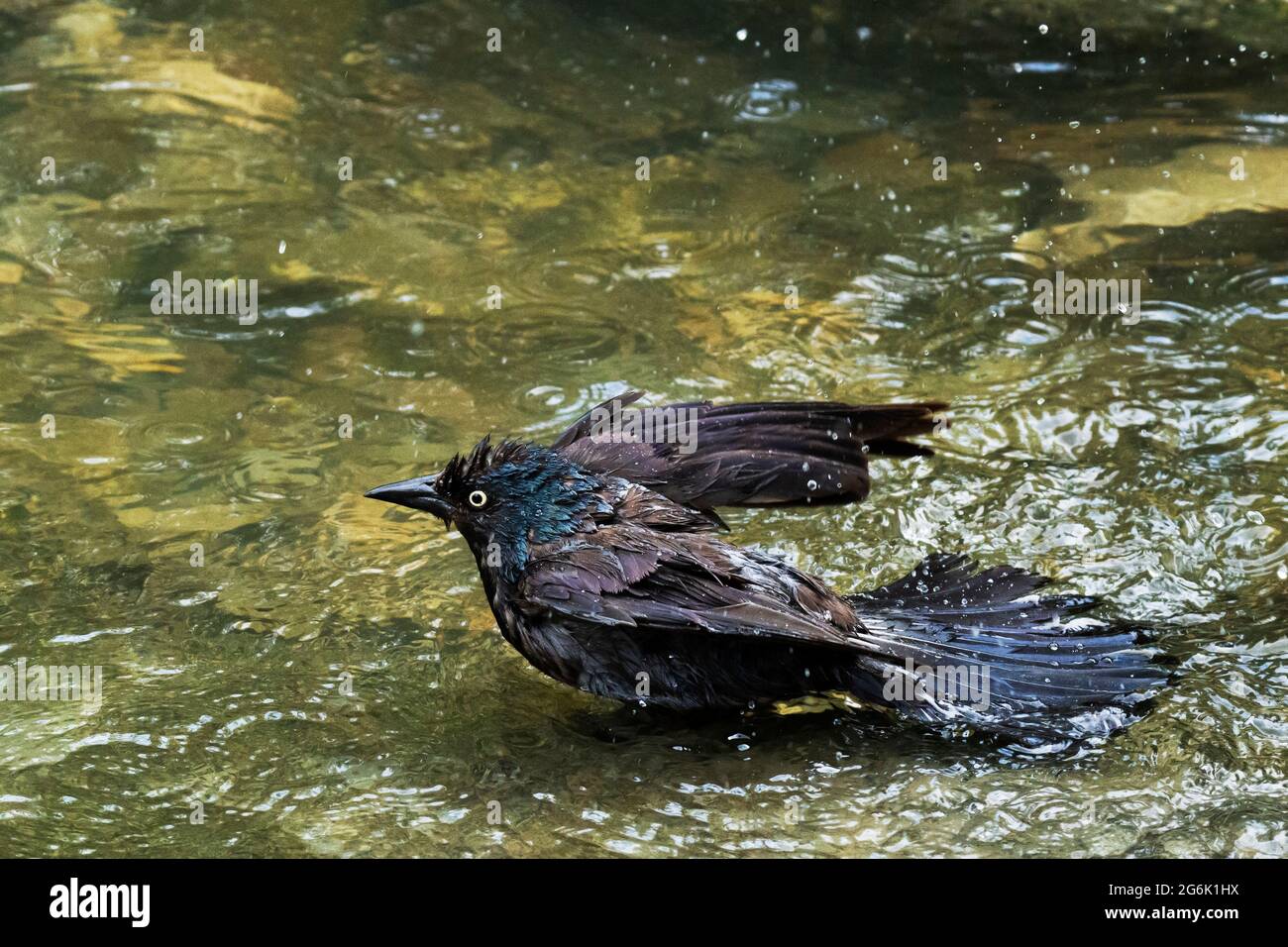 Common Grackle, (Quiscalus quiscula), taking a bath, Adult Bird Bathing Stock Photo