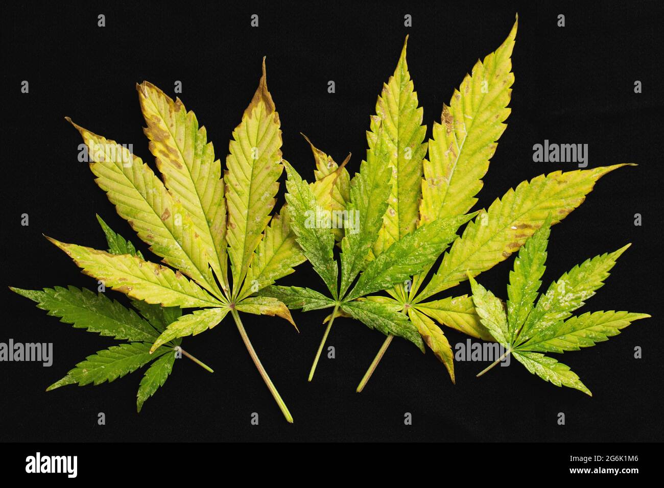 background of of incomplete marijuana leaves and sick with characteristics edge of the leaf that burns or rust. Stock Photo