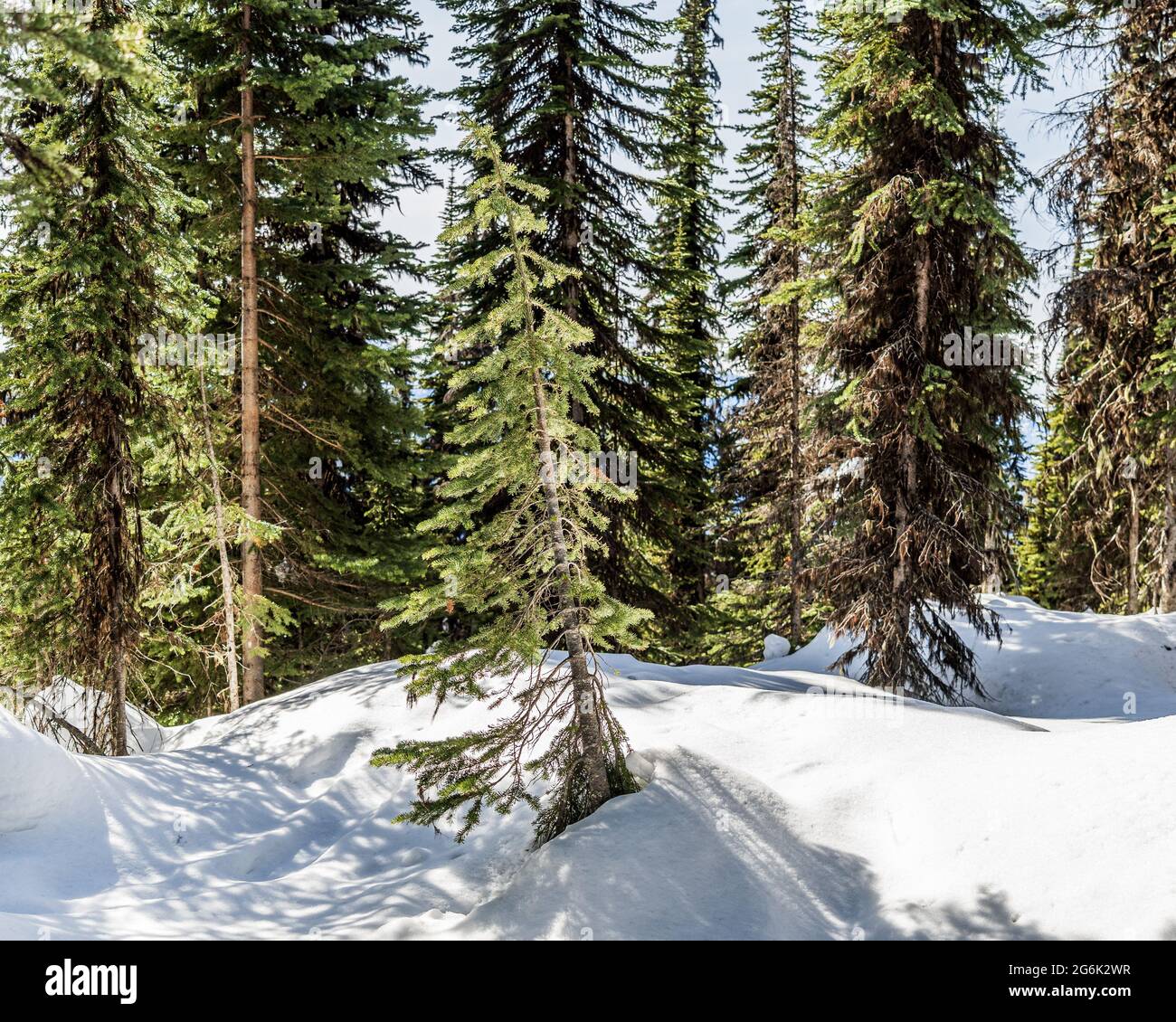 Young conifers in the forest land covered in snow early spring sunny day. Stock Photo