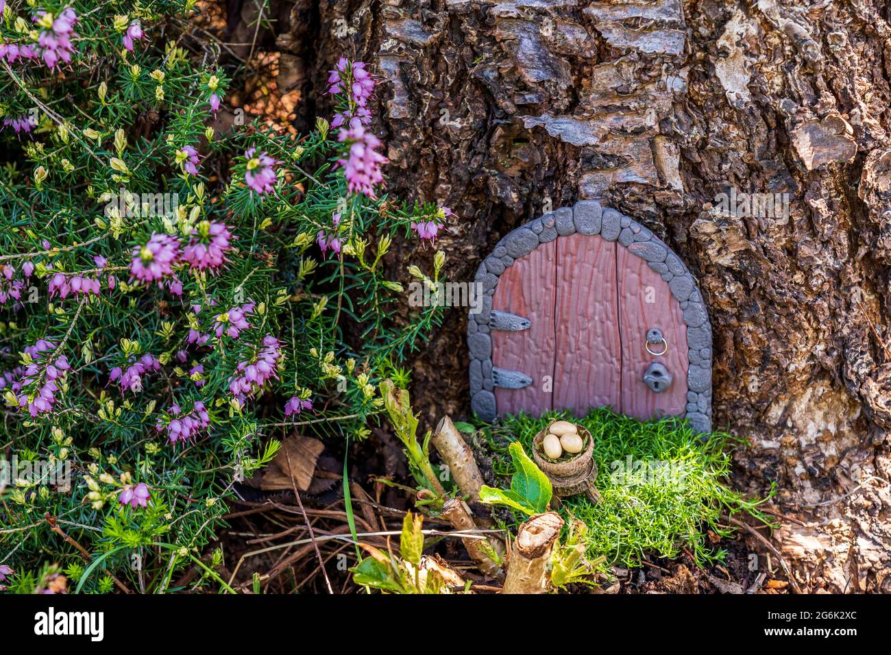 Little fairy tale door made from clay in a tree trunk with purple flowers. Stock Photo