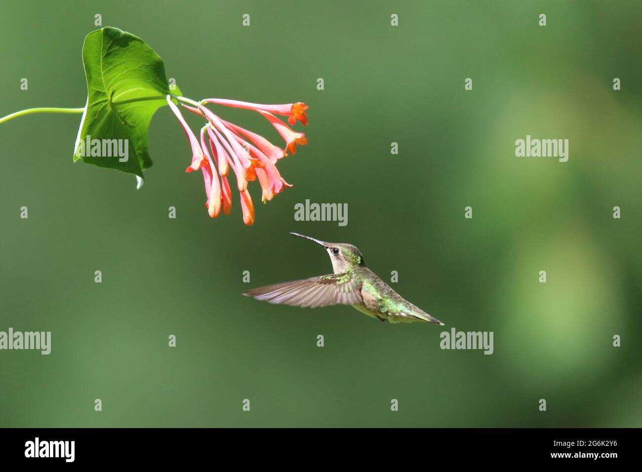 Female ruby throated hummingbird visiting honeysuckle flowers to feed on nectar Stock Photo