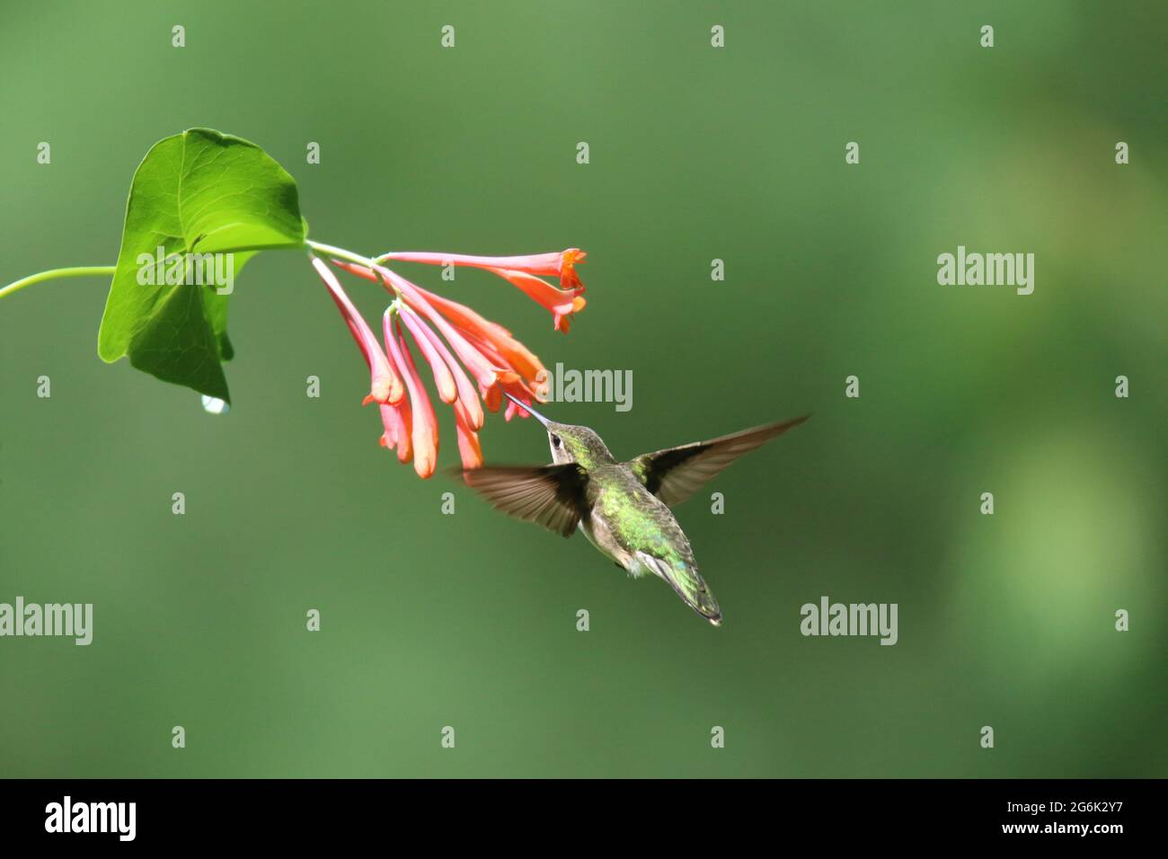 Female ruby throated hummingbird visiting honeysuckle flowers to feed on nectar Stock Photo