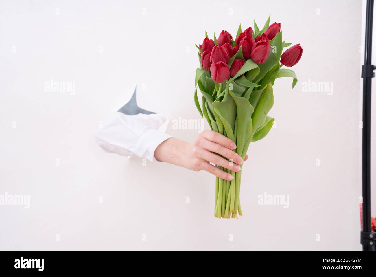 Hand of the woman is holding bouquet of tulips inserted through a hole in torn white paper. Copy space. Stock Photo