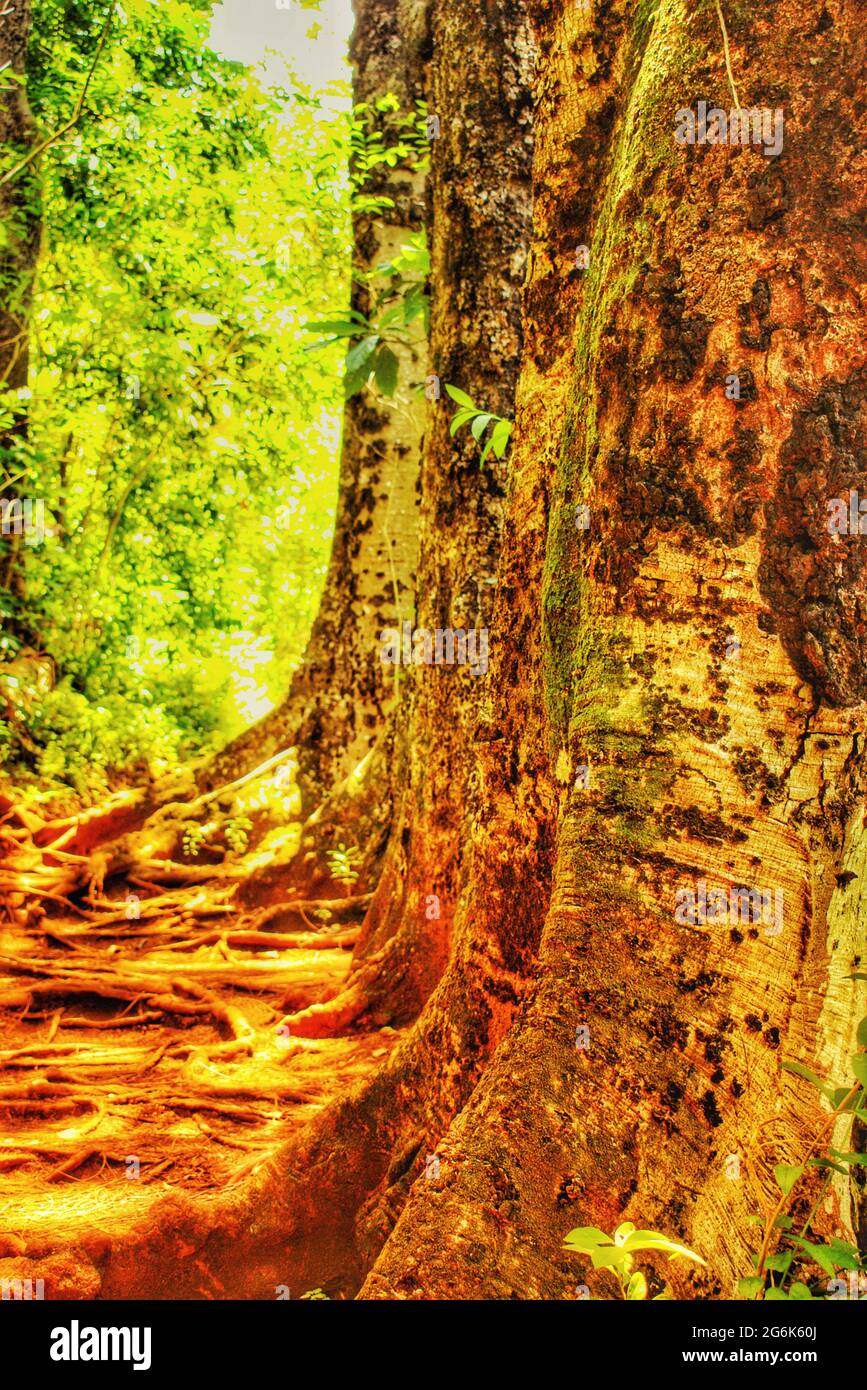 Forest Trail Stock Photo