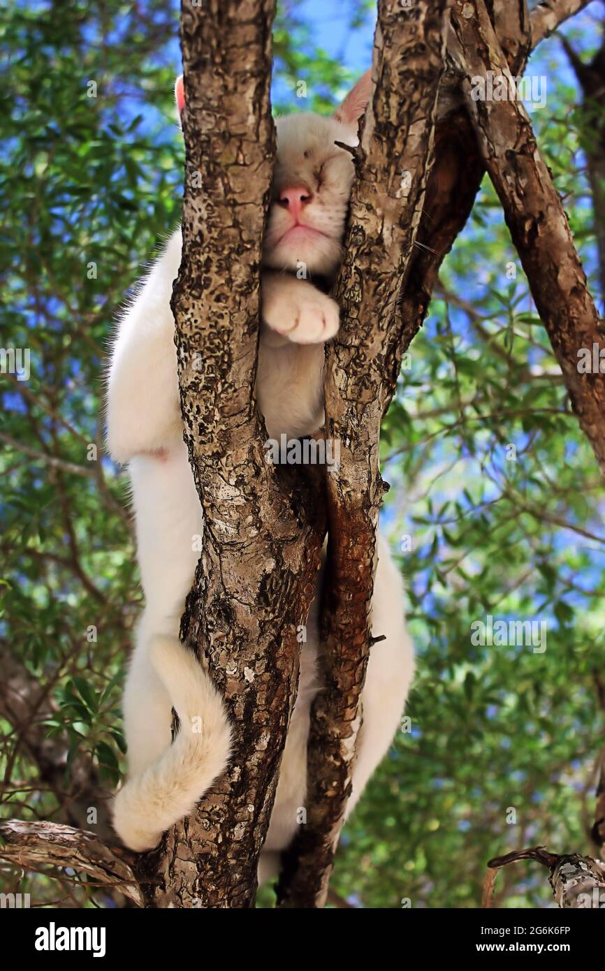 Picture of an abandoned cat in a tree on an island in the Philippines Stock Photo