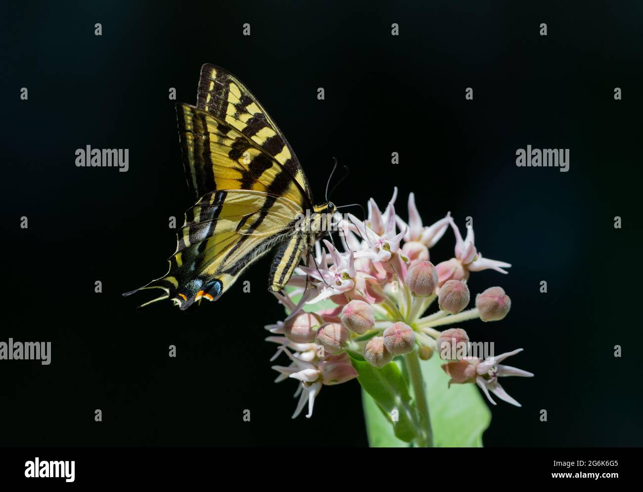 Western Tiger Swallowtail butterfly on milkweed wildflowers (Papilio rutulus) Stock Photo