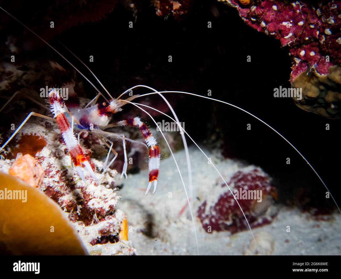 Shrimp with long antennas among the corals at the bottom of the Indian