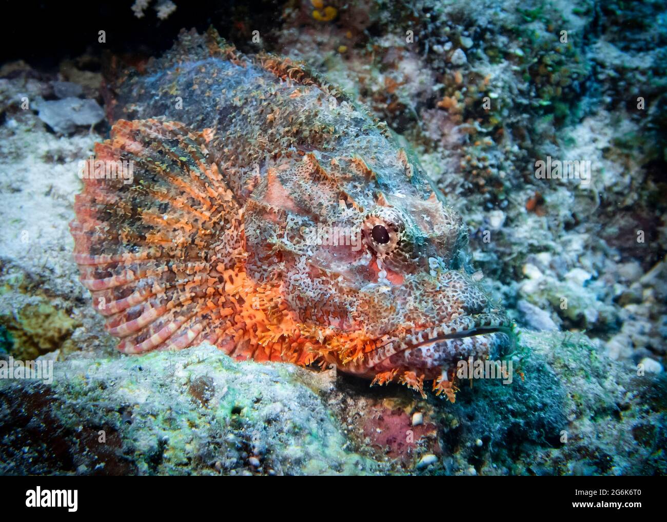 Scorpion fish hides among corals at the bottom of the Indian Ocean
