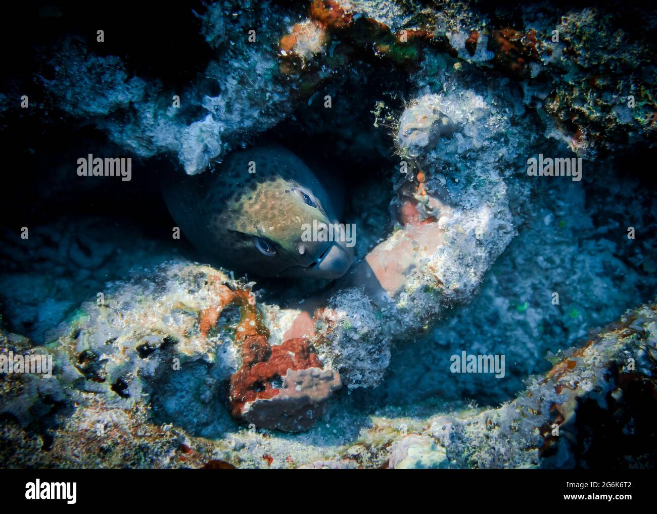 Moray eel peeking out of a hole in coral on a reef at the bottom of the