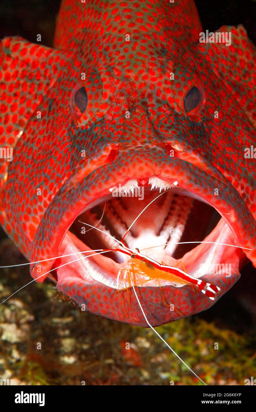 Tomato Cod, or Tomato Grouper, Cephalopholis sonnerati, being cleaned by a Cleaner Shrimp, Lysmata amboinensis. tulamben, Bali, Indonesia Stock Photo