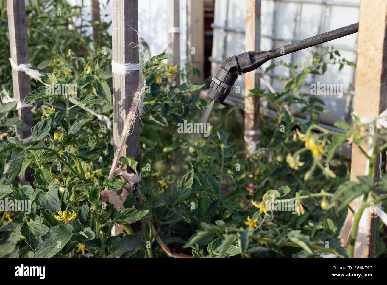 spraying pesticide with portable sprayer to eradicate weeds in garden