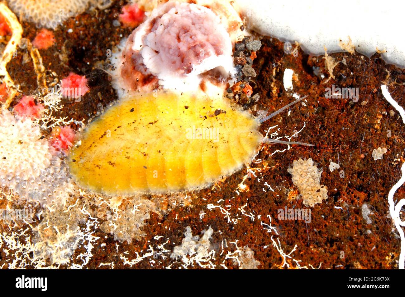 Segmented Scale Worm, Paralepidonotus indicus. Tulamben, Bali, Indonesia. Bali Sea, Indian Ocean Stock Photo