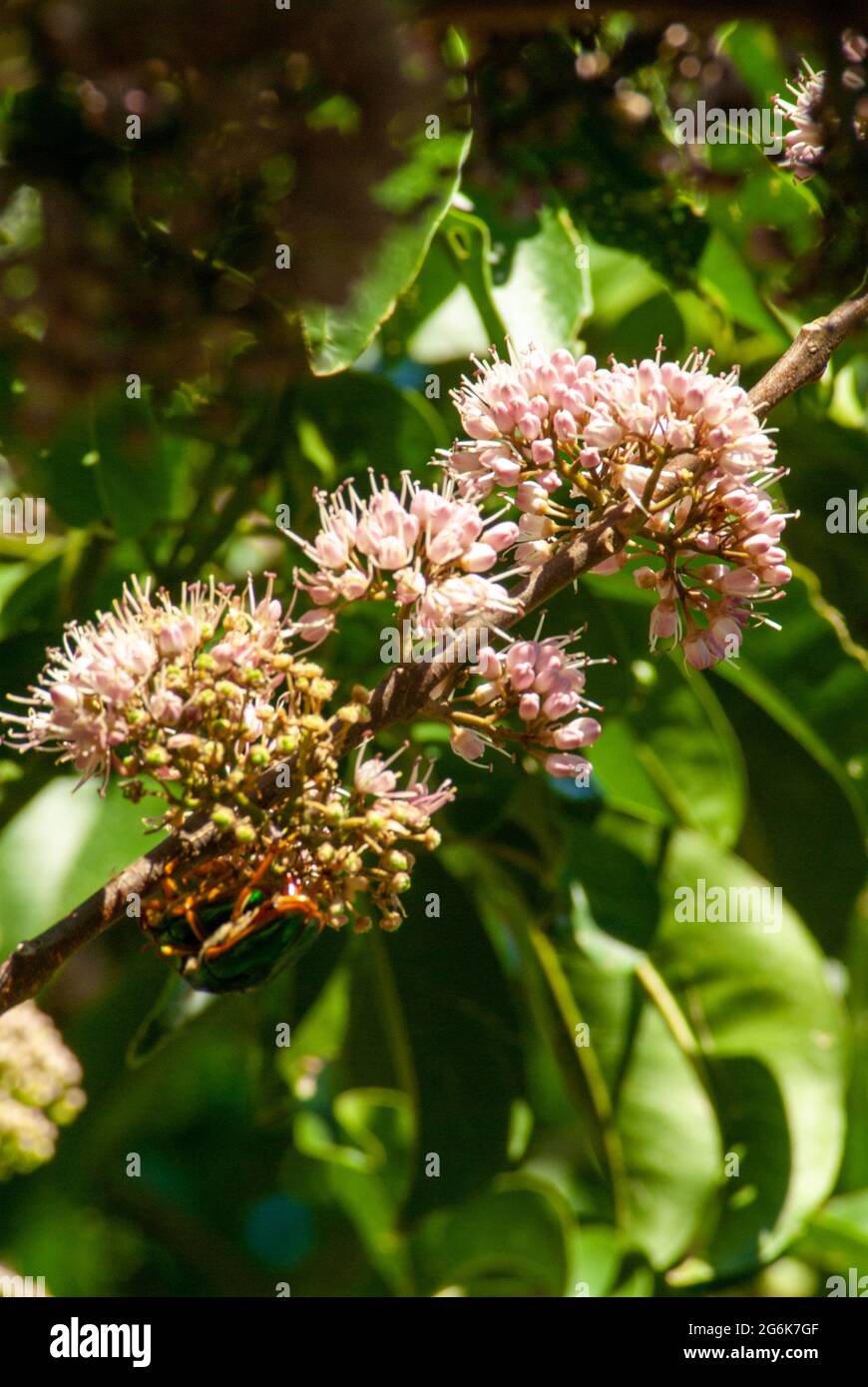 Evodia Tree Flower Spray with Jewel Beetle. Melicope elleryana, Atherton. Queensland. Australia Stock Photo