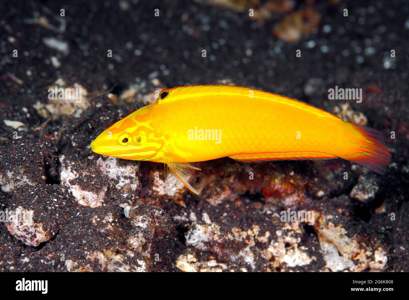 Canary Wrasse, Halichoeres chrysus. Also known as Golden Wrasse or Yellow Wrasse.Tulamben, Bali, Indonesia. Bali Sea, Indian Ocean Stock Photo