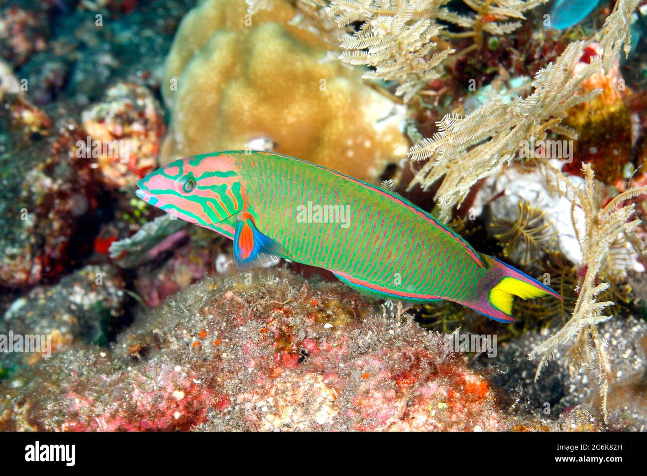 Moon Wrasse, Thalassoma lunare. Also known as Crescent Wrasse or Lyretail Wrasse.Tulamben, Bali, Indonesia. Bali Sea, Indian Ocean Stock Photo