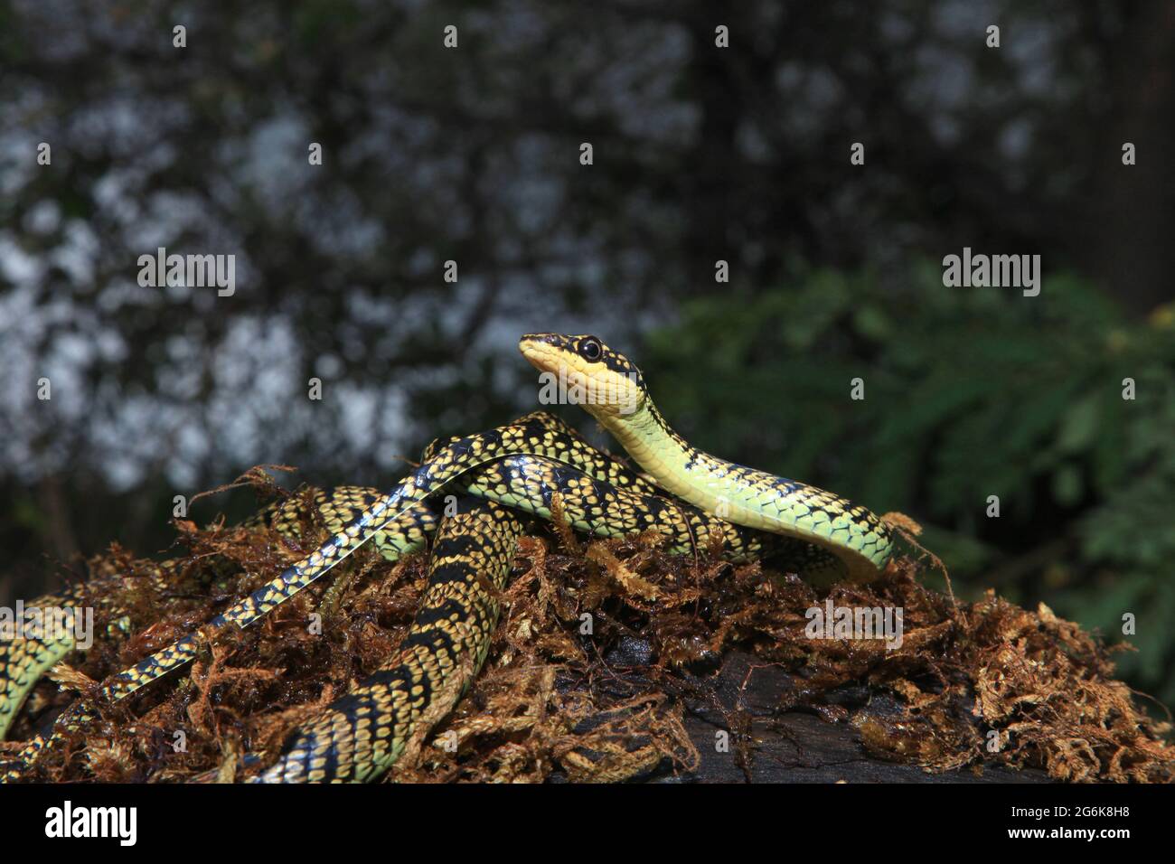 Ornate flying tree snake, Chrysopelea ornata, Karnataka India Stock Photo