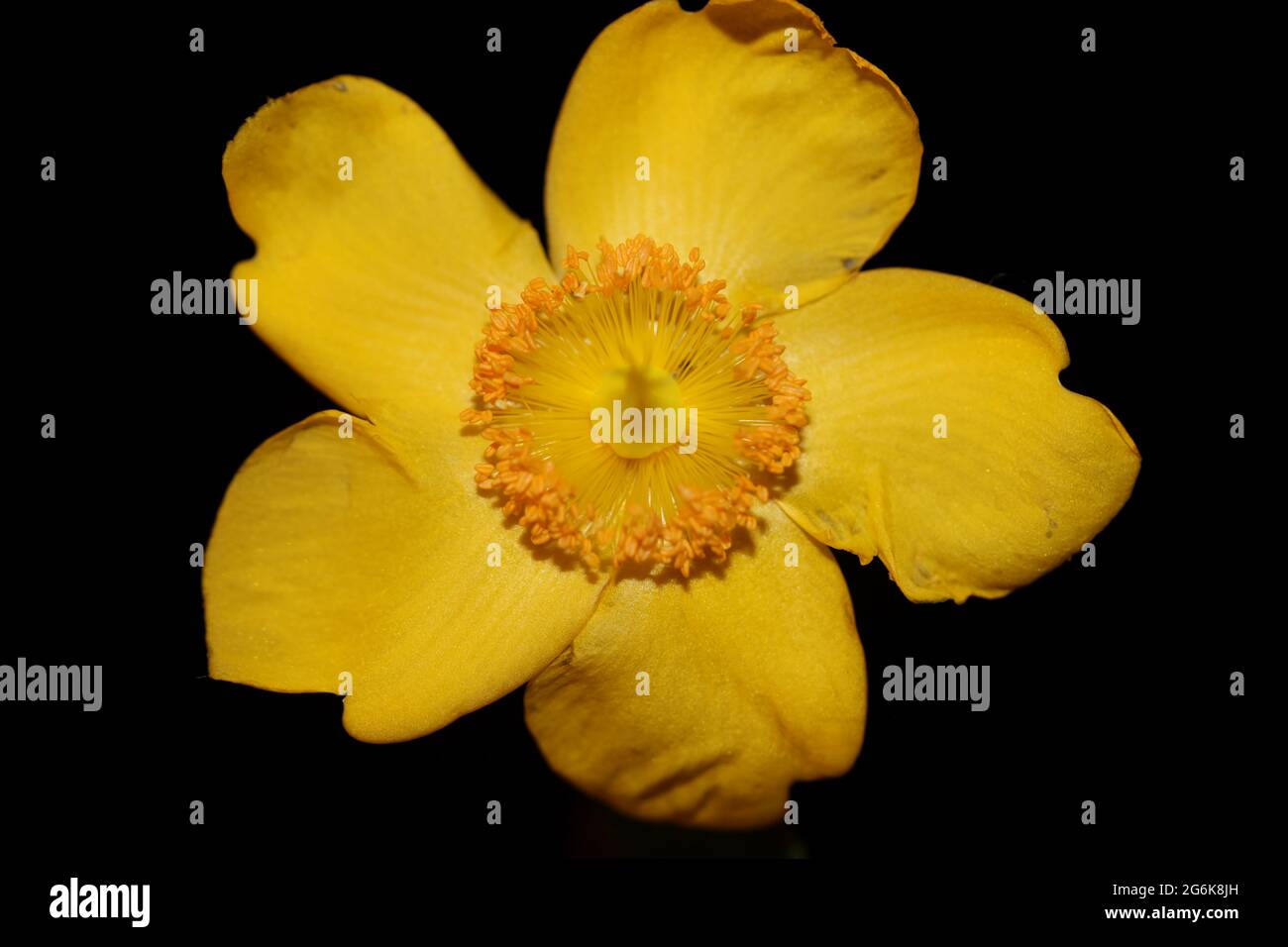 Yellow flower close up blossom background botanical high quality big