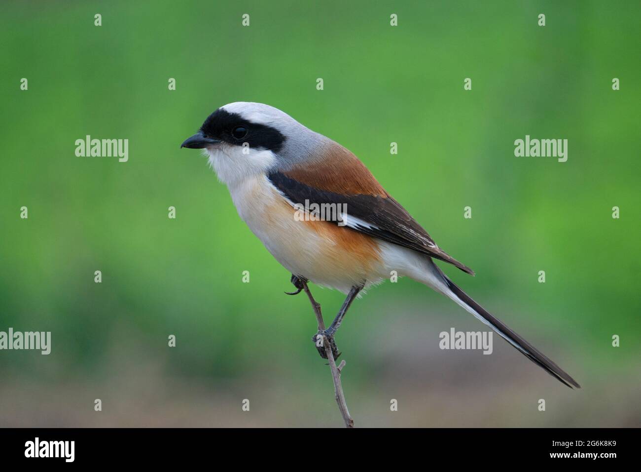 Long-tailed Shrike Lanius schach