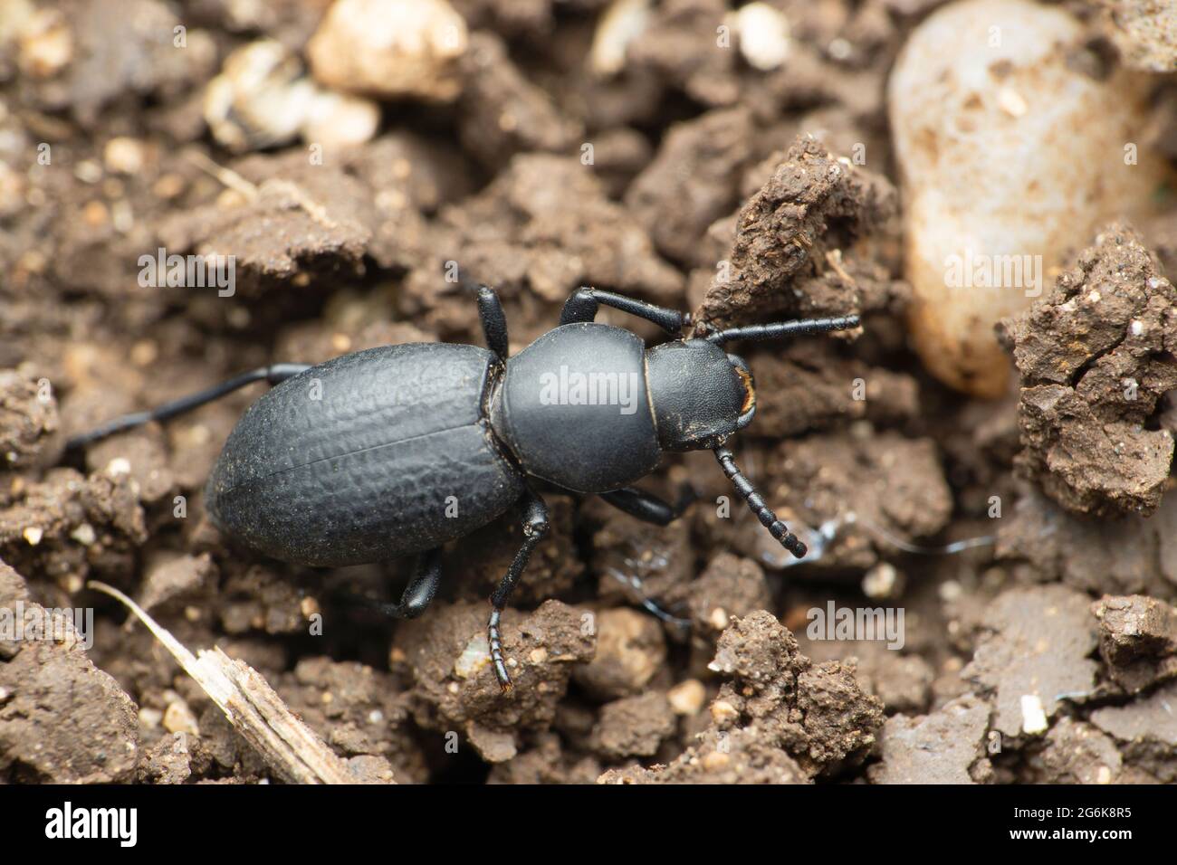 Dorsal view of Darkling beetle, Tenebrionidae species, Satara, Maharashtra, India Stock Photo