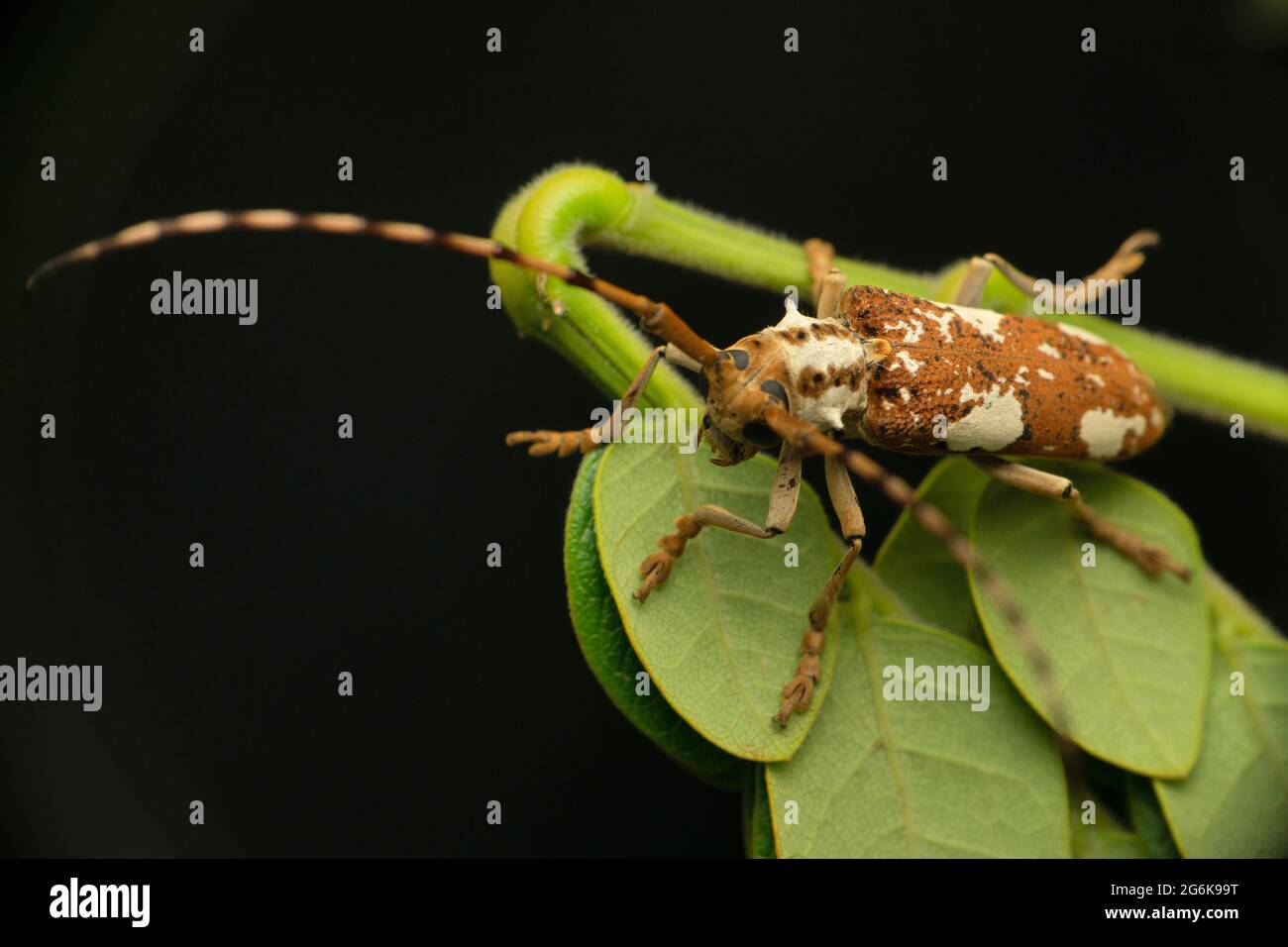 Longhorn beetles, Cerambycidae Species, Satara, Maharashtra, India Stock Photo