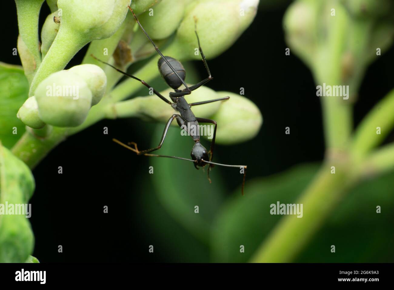 Longhorn crazy ant, Paratrechina longicornis, Satara, Maharashtra, India Stock Photo