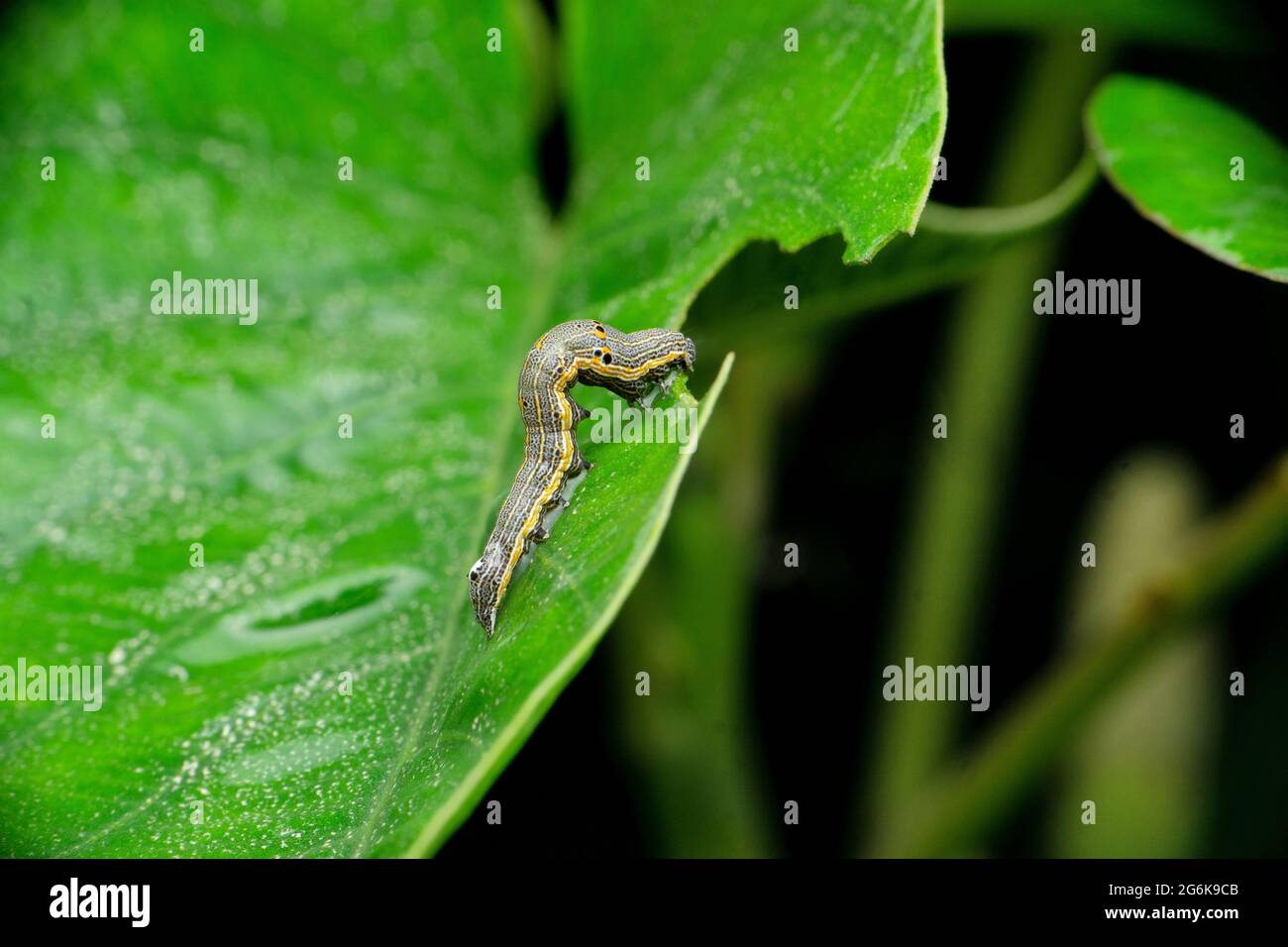 Moth Caterpillar, Cucullia, Satara, Maharashtra india Stock Photo