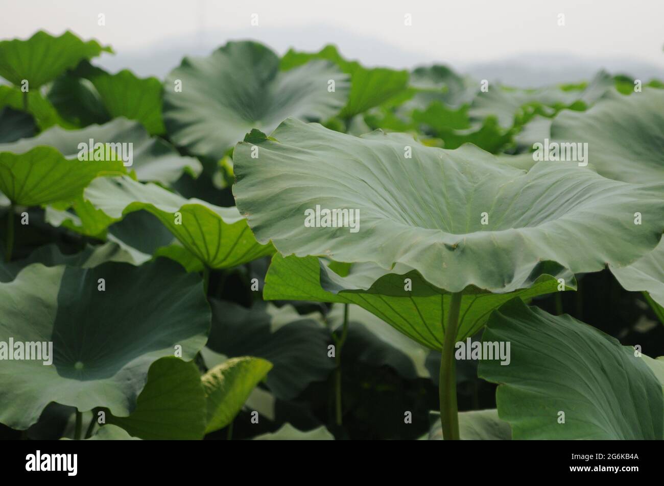 Green lotus leaves in lotus pond Stock Photo - Alamy