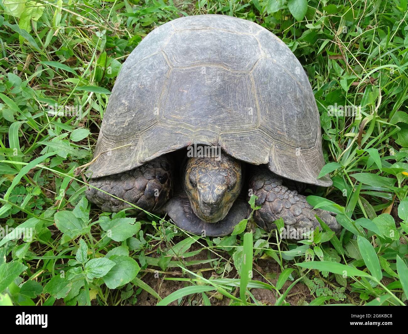 Asian Brown Tortoise, Manouria emys. Family Testudinidae. Species is endemic to Southeast Asia. It is believed to be among the most primitive of livin Stock Photo