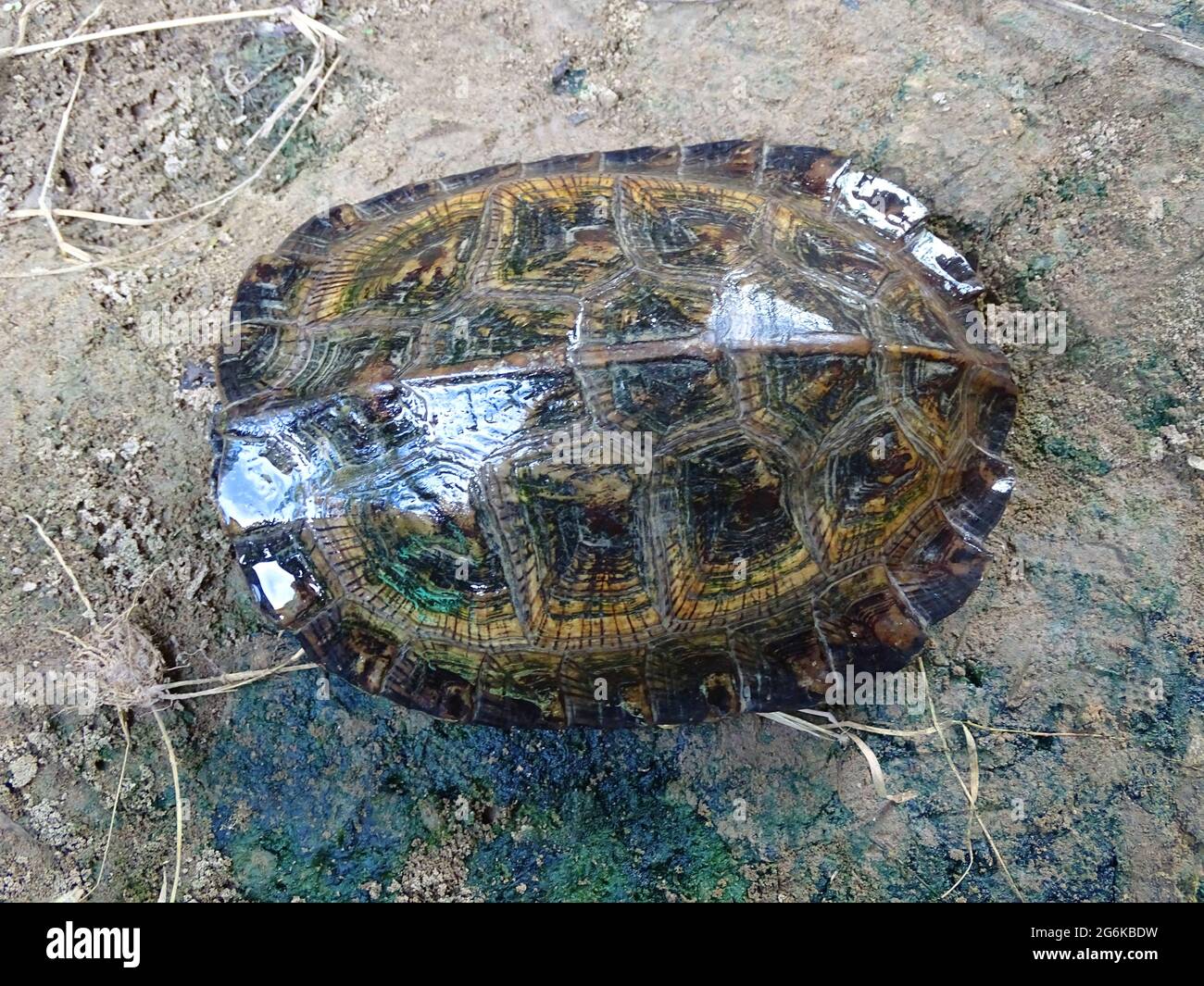 Assam leaf turtle, Cyclemys gemeli, plastron. Assam, India. Family Geoemydidae. The species is endemic to India and Bangladesh Stock Photo