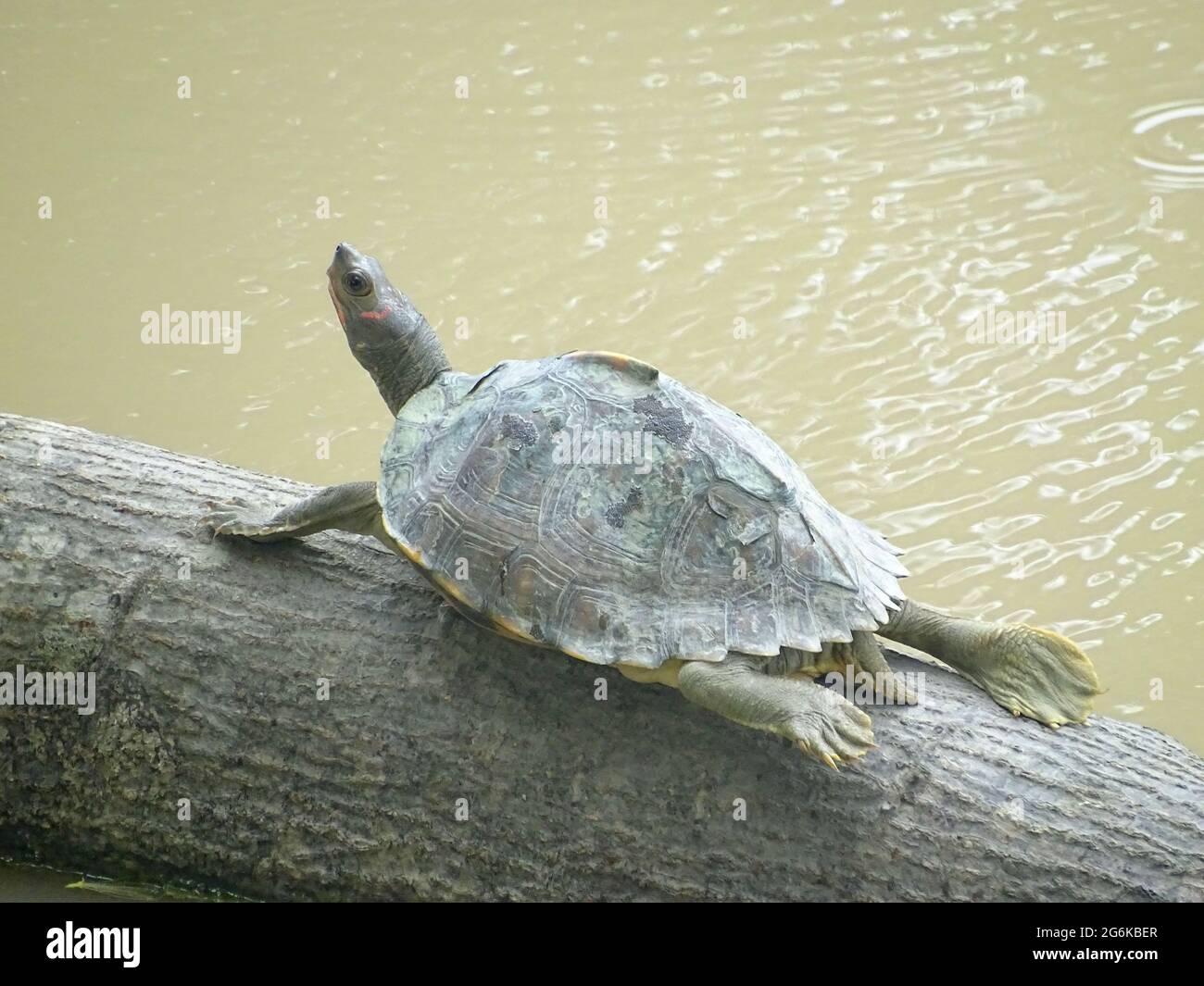 Assam roofed turtle  or Sylhet roofed turtle, Pangshura sylhetensis, Assam, India. Family Geoemydidae. Found in the Brahmaputra-Meghna drainage in Ind Stock Photo