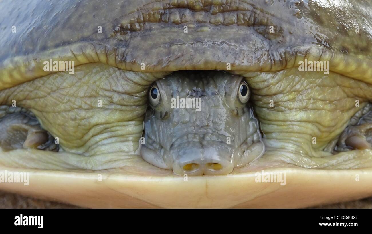 Indian flapshell turtle closeup of face, Lissemys punctata (Bonnaterre, 1789), Rajasthan, India. Vulnerable. Terrestrial, Freshwater Stock Photo