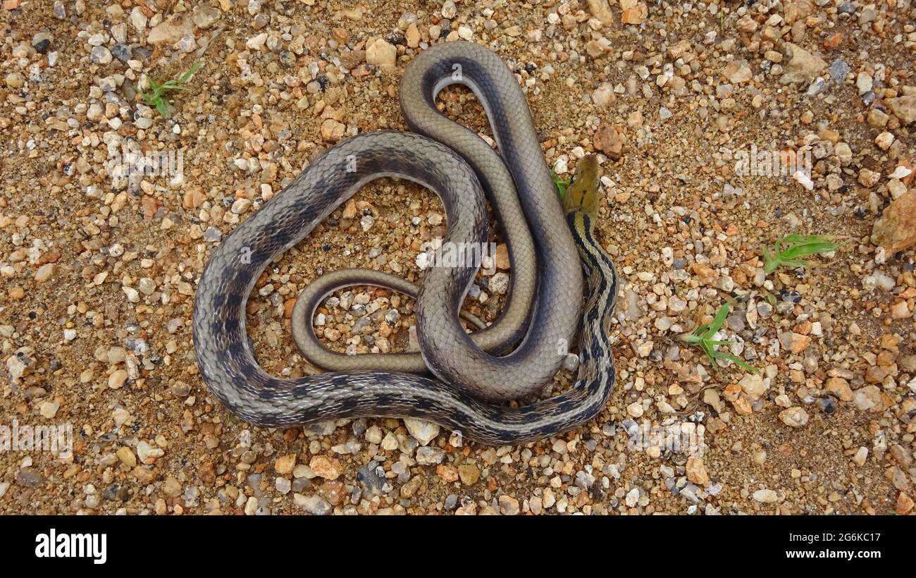 Trinket snake, Coelognathus helena, Rajasthan, India. Native to south Central Asia. NON-VENOMOUS Stock Photo