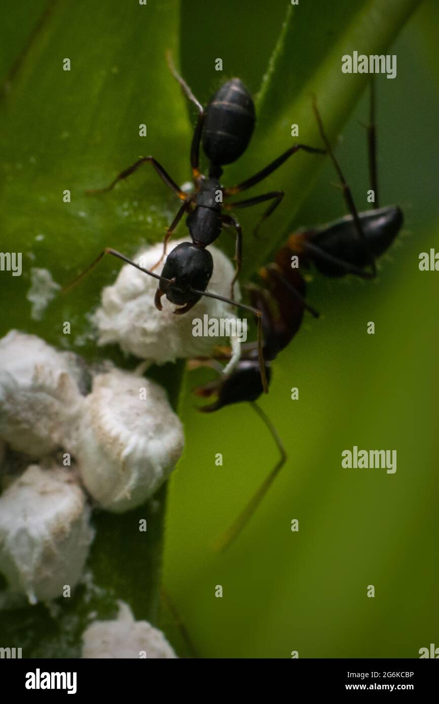 Ant eggs hires stock photography and images Alamy