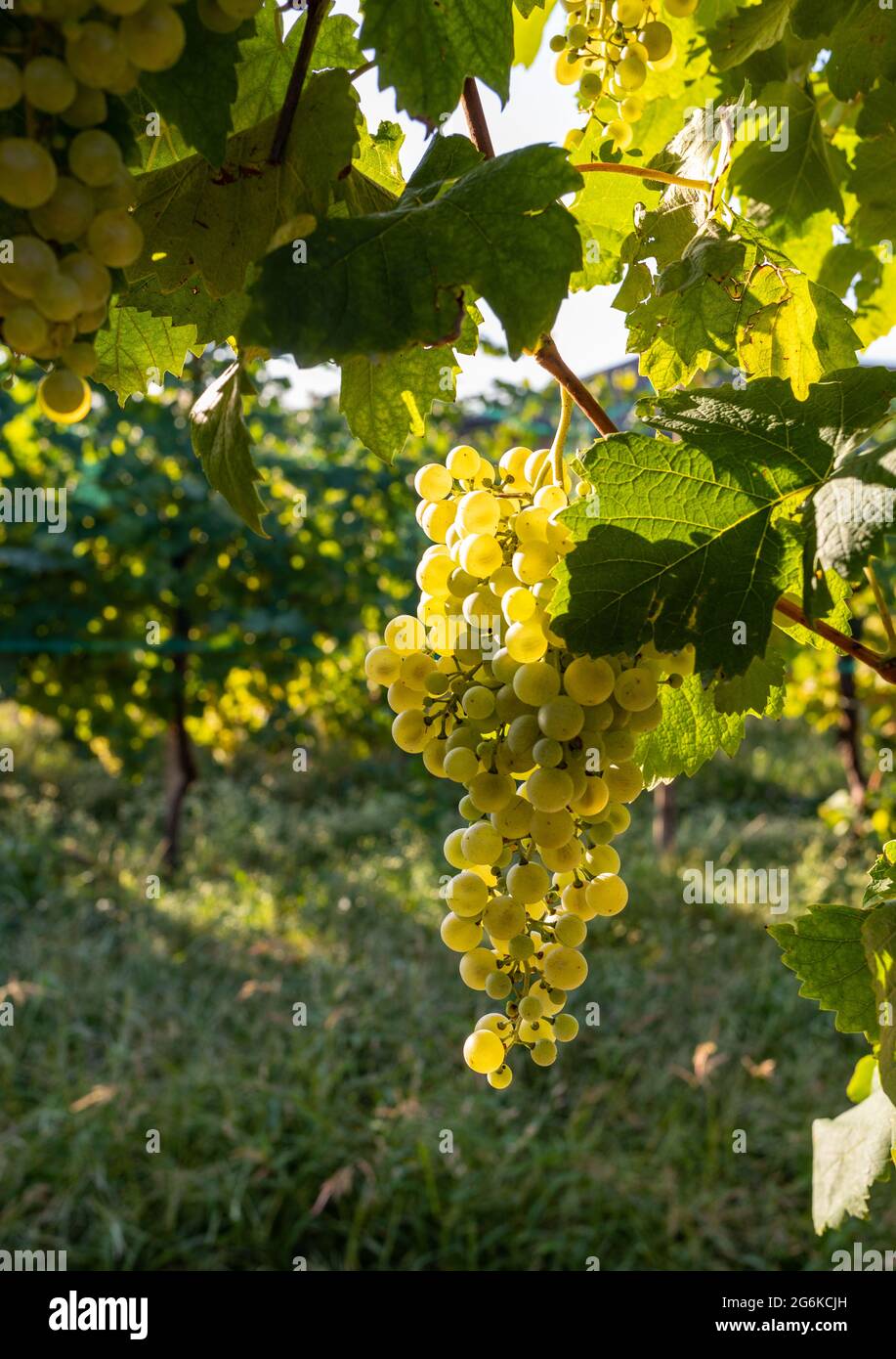 Glera grape hires stock photography and images Alamy