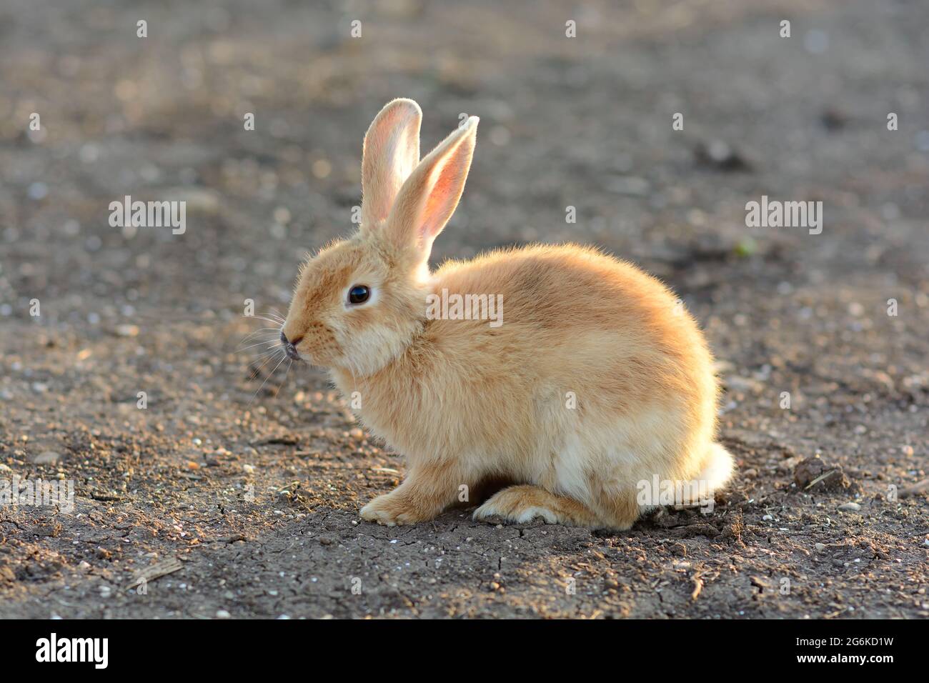 Rabbit lying in field hi-res stock photography and images - Alamy