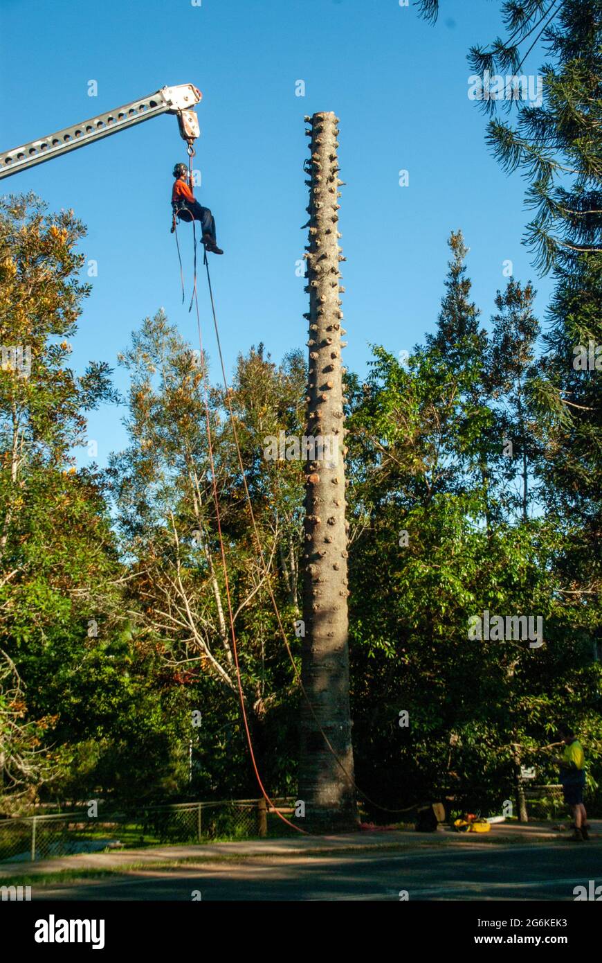 Bunya Pines, Araucaria bidwillii, being removed because of disease and danger of falling. Malanda Queensland Australia. Tree Lopper being hoisted by c. Stock Photo