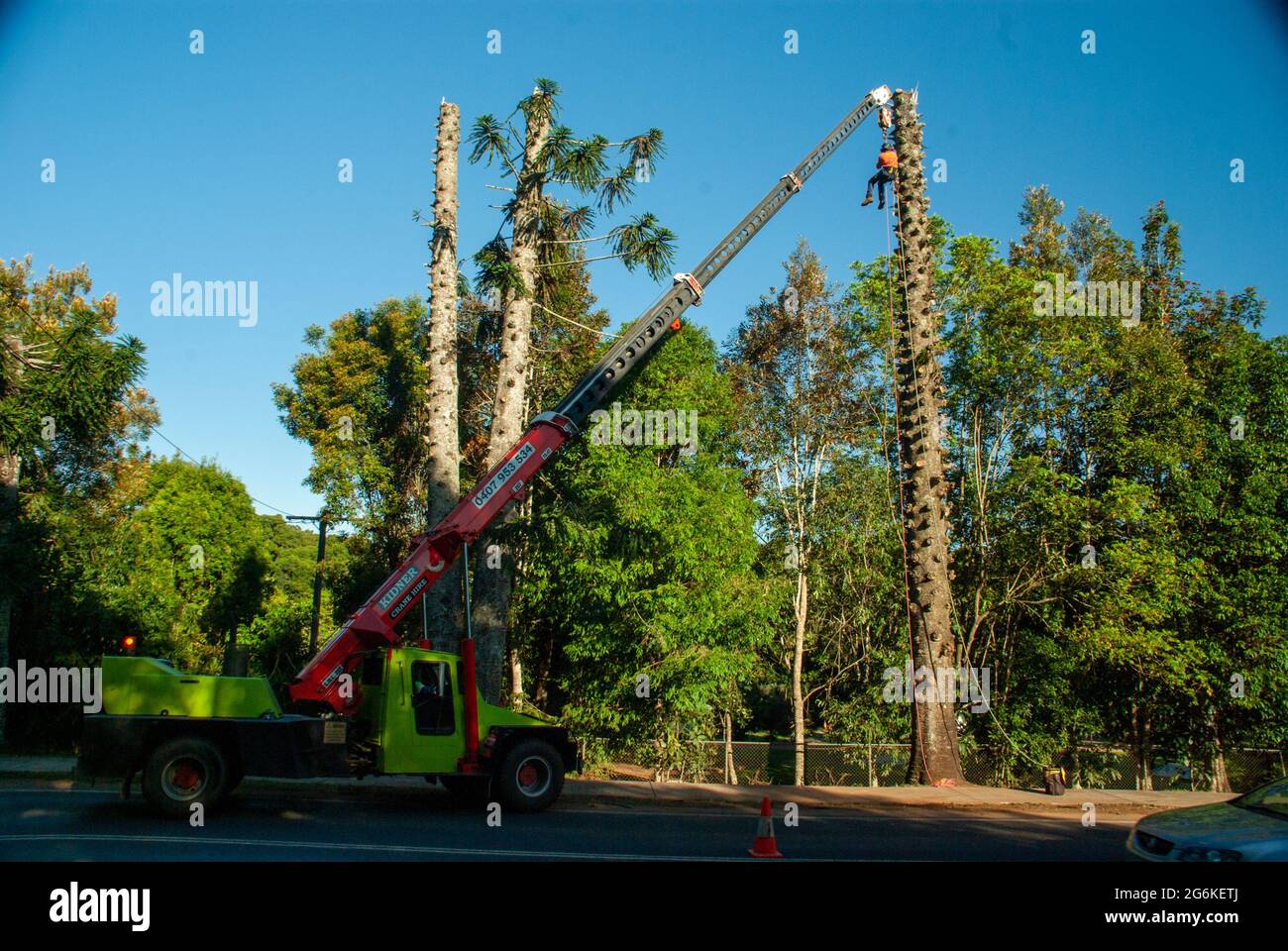 Bunya Pines, Araucaria bidwillii, being removed because of disease and