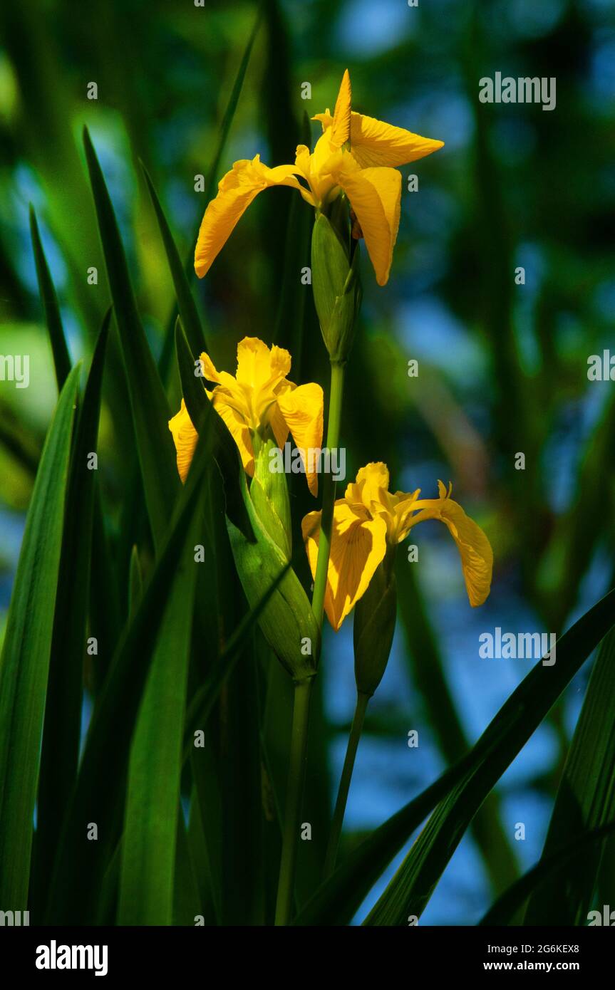 Flag iris / Fleur-de-lis, Plan d'eau, Degagnac, Lot department, France Stock Photo
