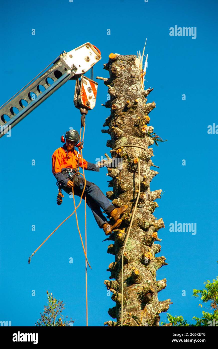 Tree lopper hi-res stock photography and images - Alamy