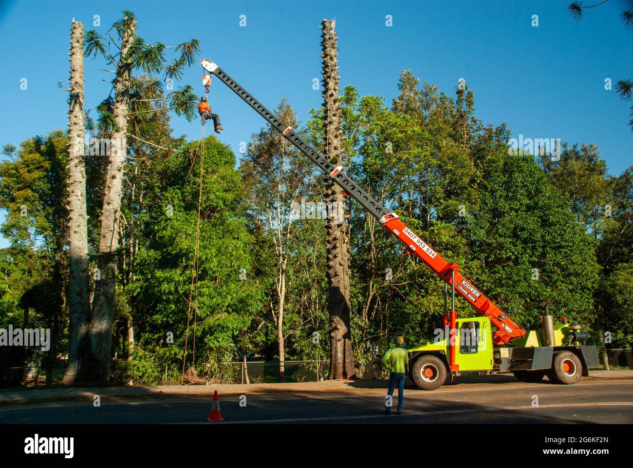 Bunya Pines, Araucaria bidwillii, being removed because of disease and danger of falling. Malanda Queensland Australia. Tree Lopper being hoisted by c. Stock Photo