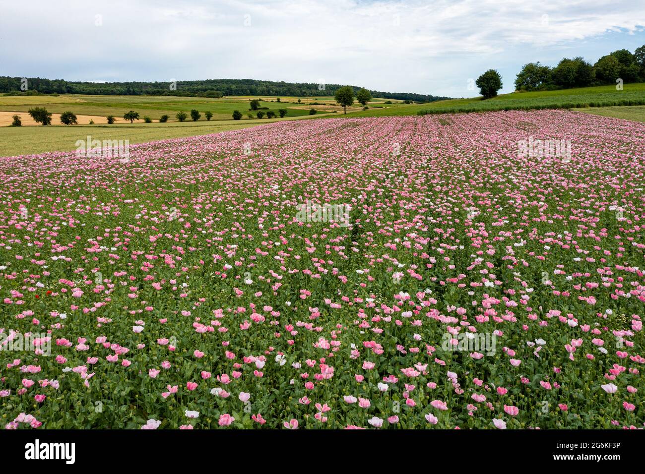 Opium Poppy Field High Resolution Stock Photography and Images - Alamy
