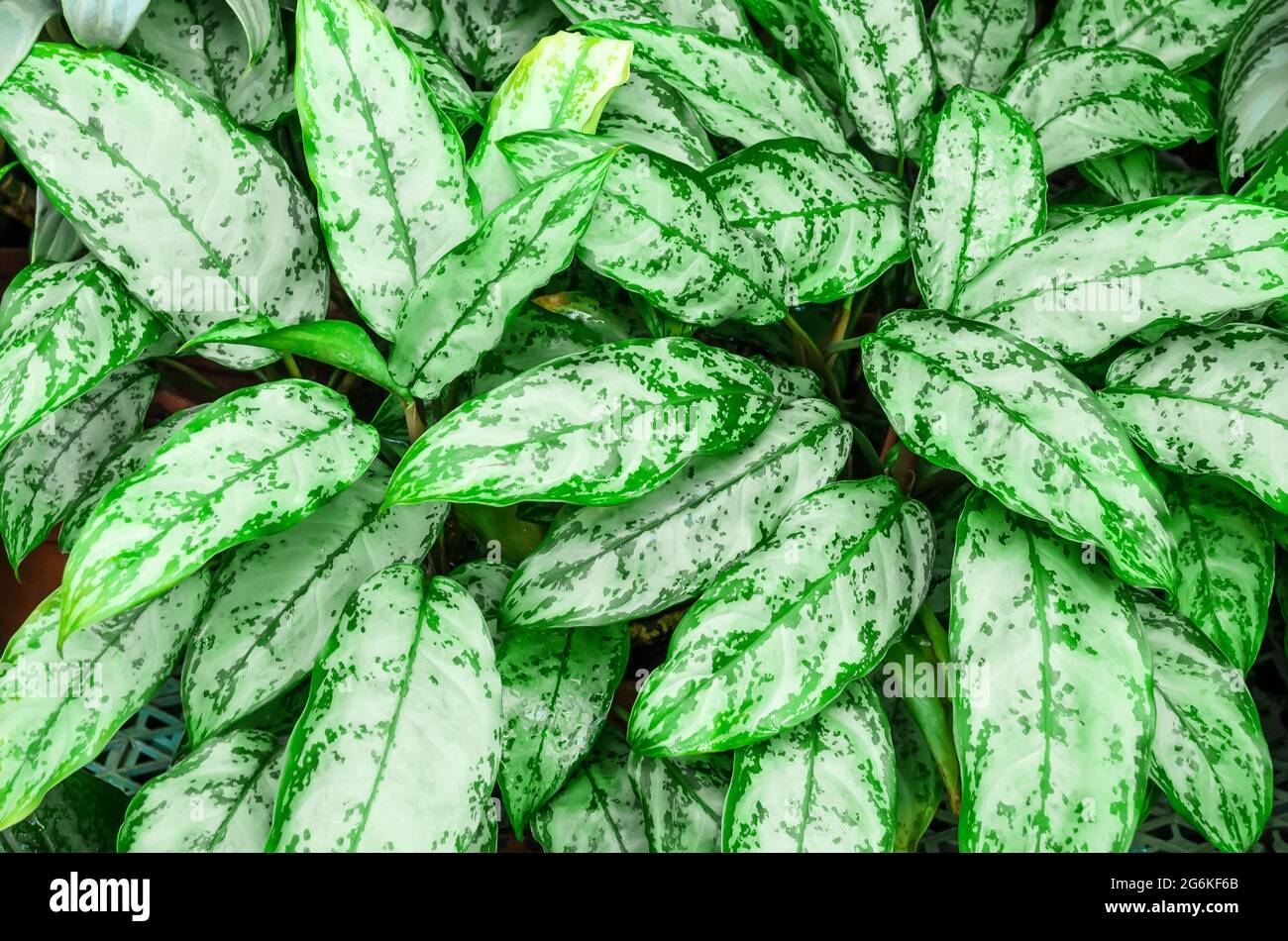 Close up Dumb Cane leaves or Dieffenbachia, Calathea- nature background  Stock Photo - Alamy