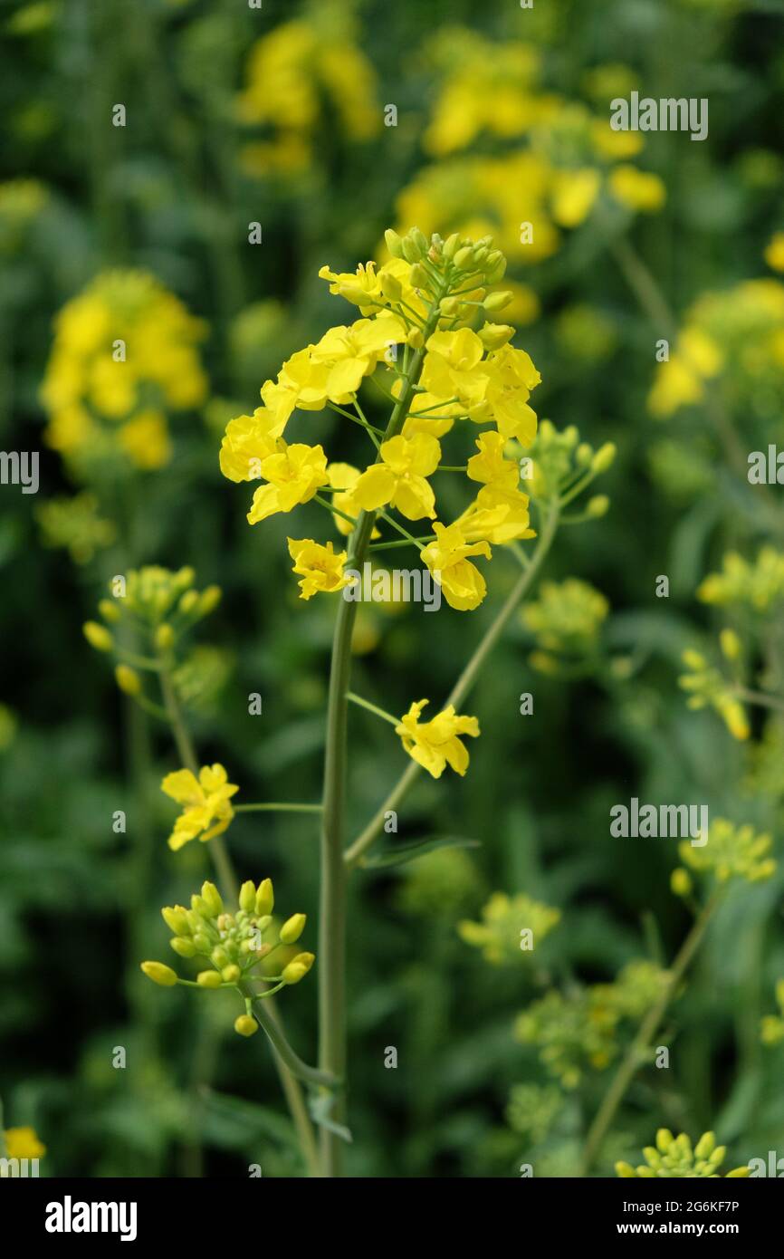 A stem of a blooming rapeseed, close-up. Yellow flowers. Stock Photo