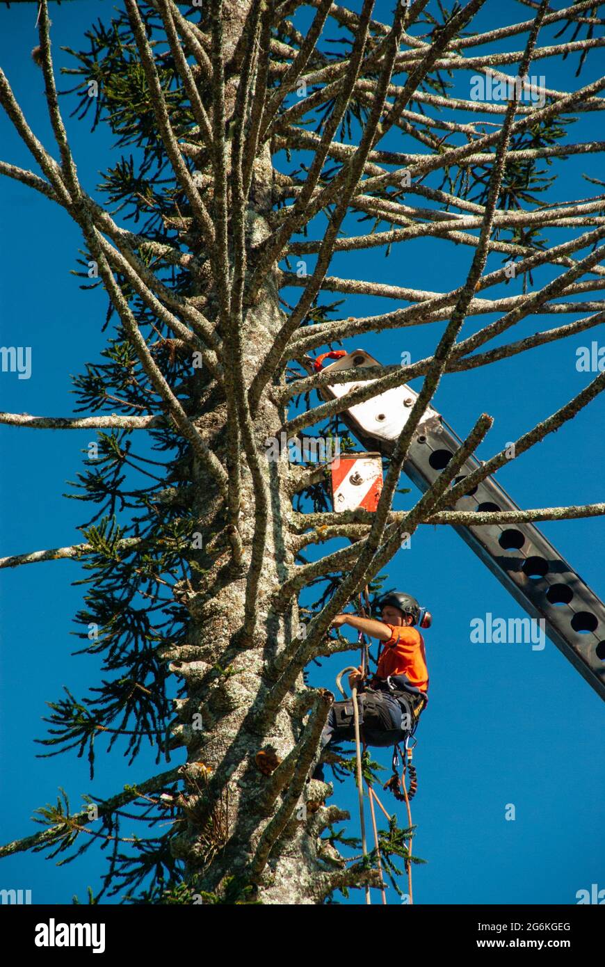 Bunya Pines, Araucaria bidwillii, being removed because of disease and