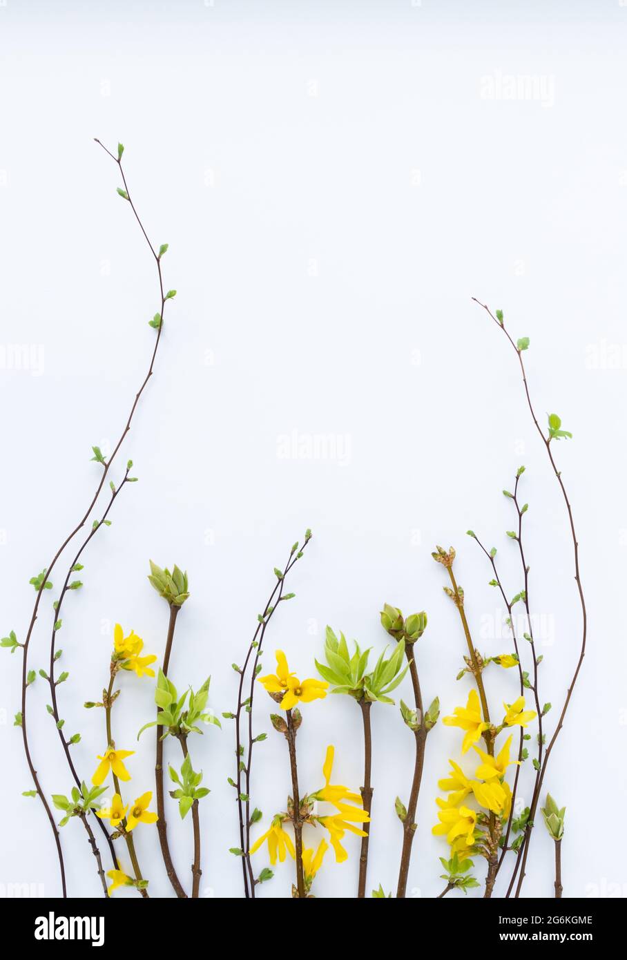 Spring frame from twigs with first leaves and flowers. On a white ...