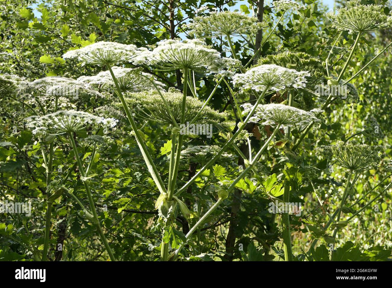 Sosnovsky's hogweed plant. A gigantic herculean plant, beautiful but poisonous Stock Photo