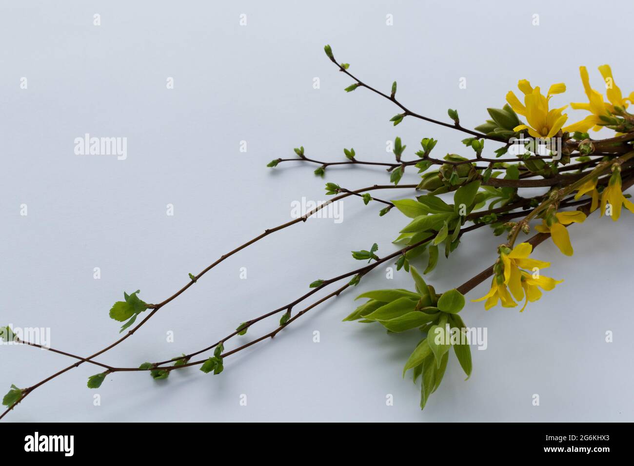 Spring bouquet of twigs with buds, first leaves and flowers Stock Photo ...