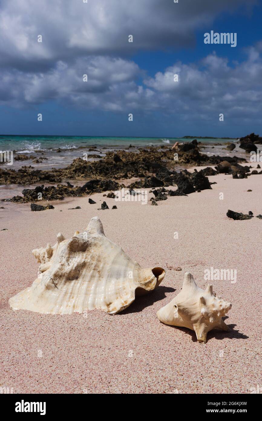 Shells on the beach. Seascape. Summer time background. Stock Photo