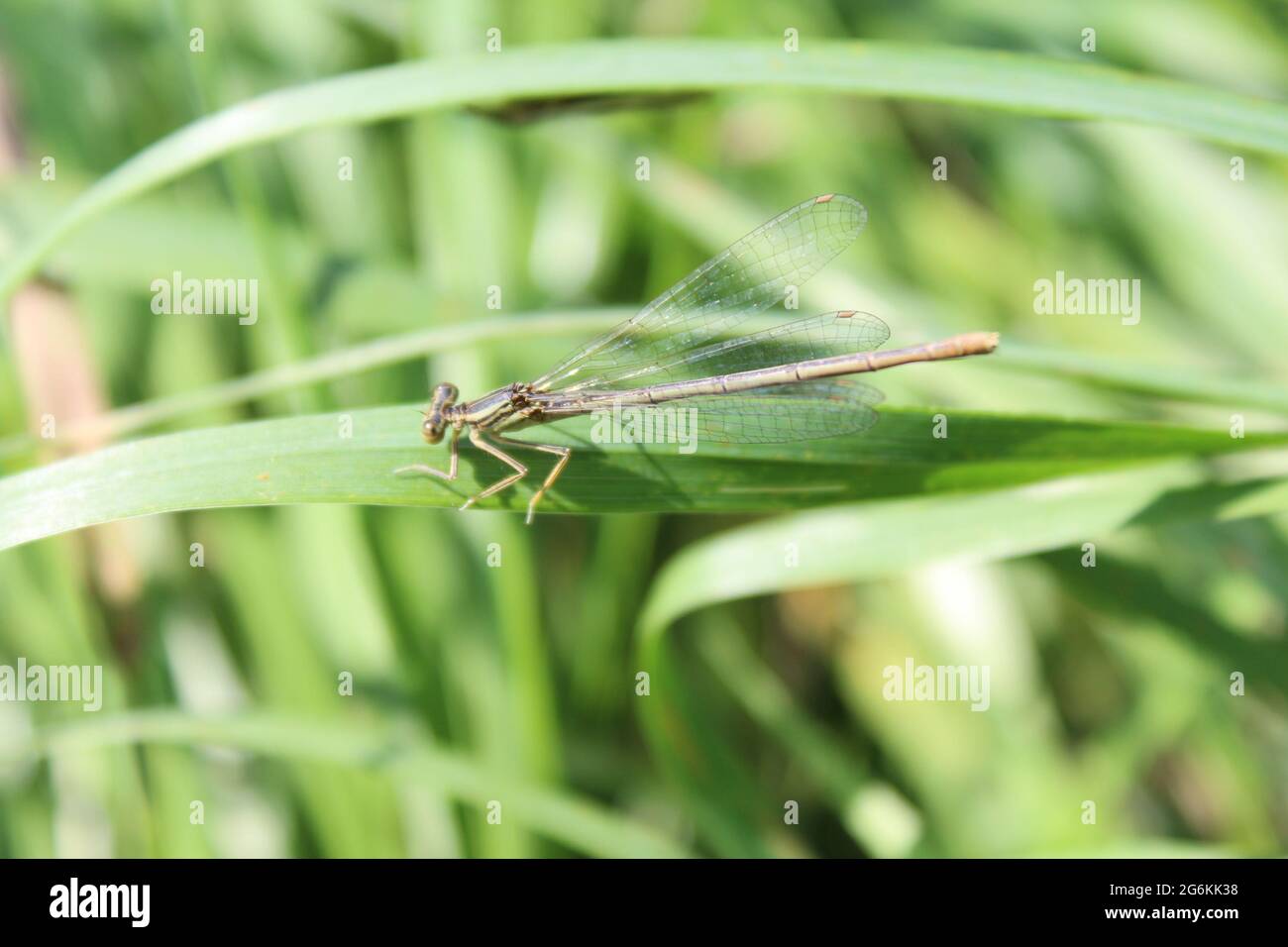 dragonfly in the garden Stock Photo - Alamy