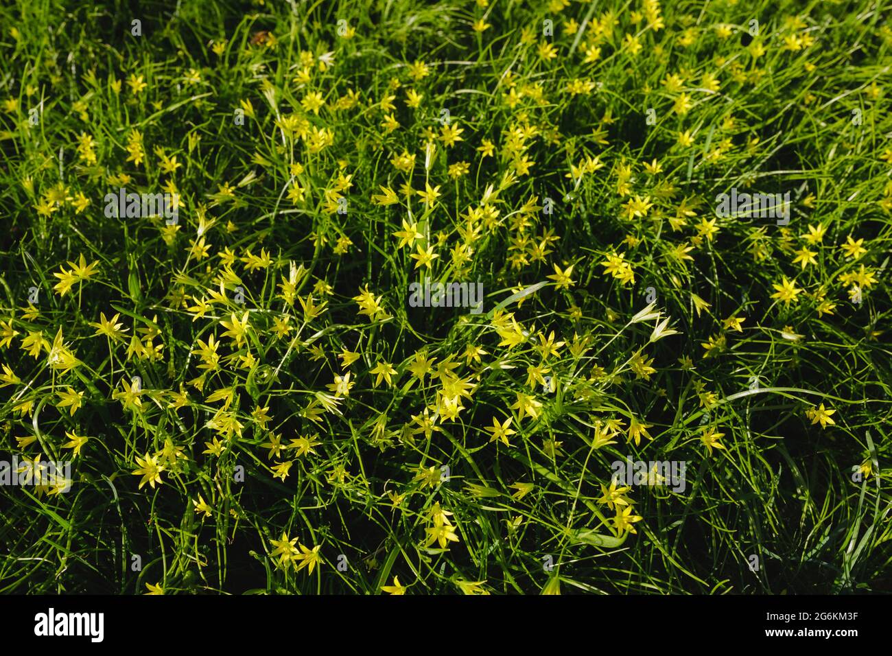 Gagea minima flowers and grass outdoors spring day Stock Photo